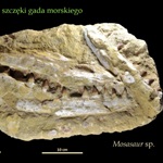 Mosasaur